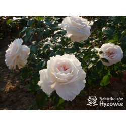 Royal Diva™ - Róże Rabatowe - 