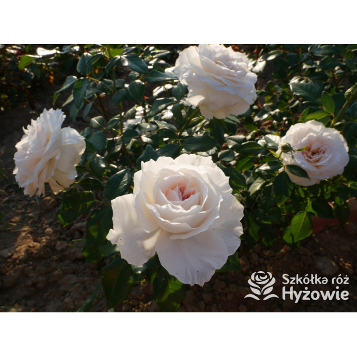 Royal Diva™ - Róże Rabatowe - 