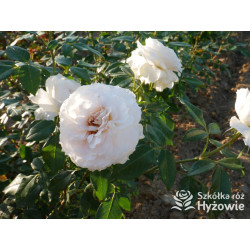 Royal Diva™ - Róże Rabatowe - 