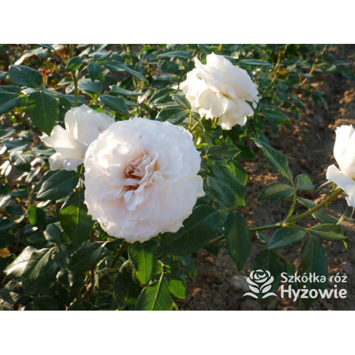 Royal Diva™ - Róże Rabatowe - 