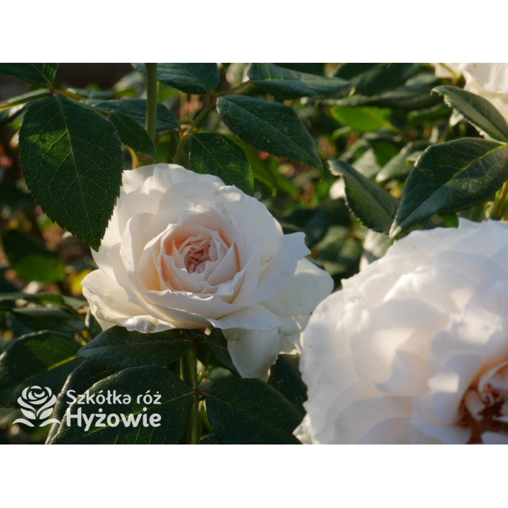 Royal Diva™ - Róże Rabatowe - 