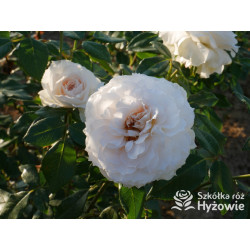 Royal Diva™ - Róże Rabatowe - 