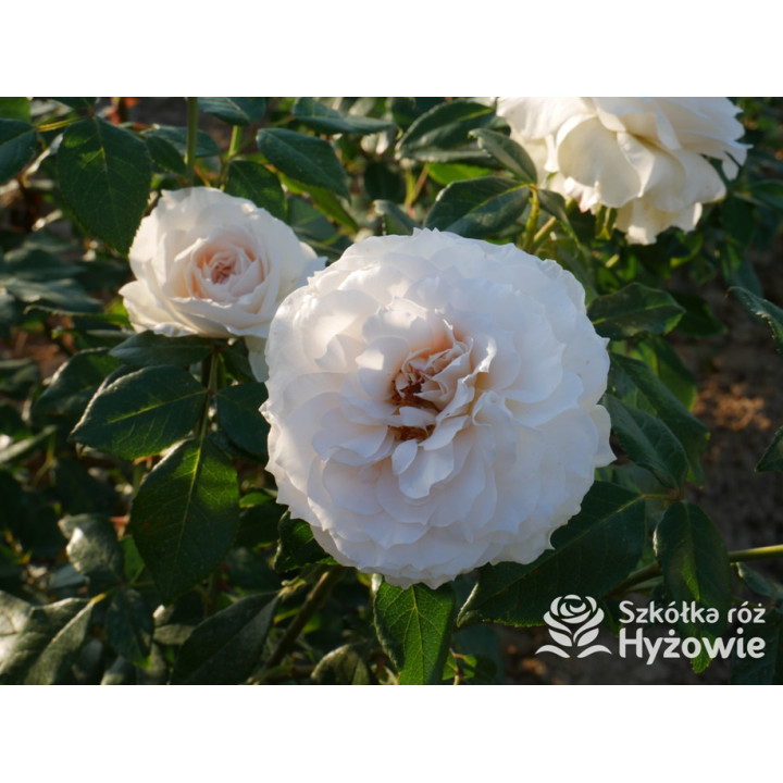 Royal Diva™ - Róże Rabatowe - 