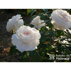 Royal Diva™ - Róże Rabatowe - 