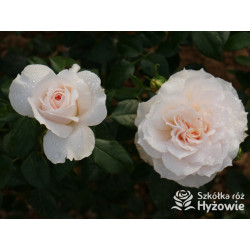 Royal Diva™ - Róże Rabatowe - 