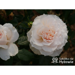 Royal Diva™ - Róże Rabatowe - 