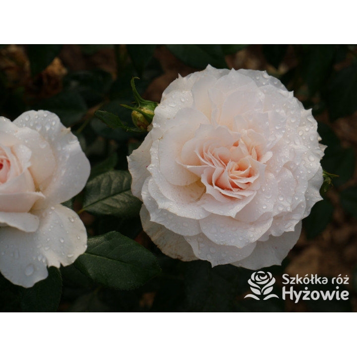 Royal Diva™ - Róże Rabatowe - 