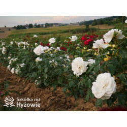 Royal Diva™ - Róże Rabatowe - 