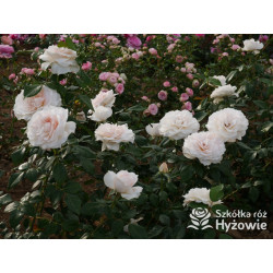 Royal Diva™ - Róże Rabatowe - 