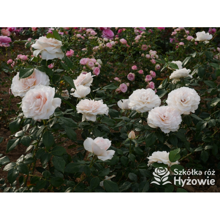 Royal Diva™ - Róże Rabatowe - 