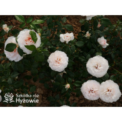 Royal Diva™ - Róże Rabatowe - 