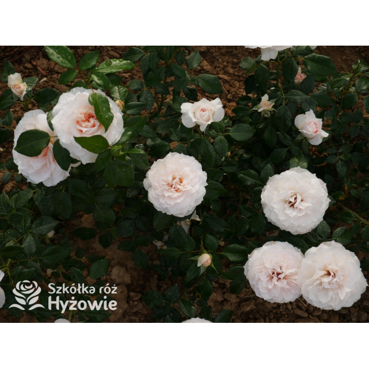 Royal Diva™ - Róże Rabatowe - 