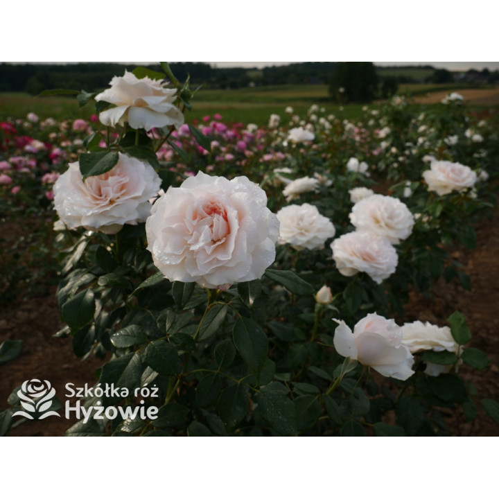 Royal Diva™ - Róże Rabatowe - 