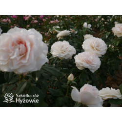 Royal Diva™ - Róże Rabatowe - 