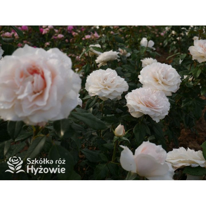 Royal Diva™ - Róże Rabatowe - 