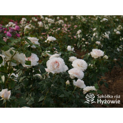Royal Diva™ - Róże Rabatowe - 