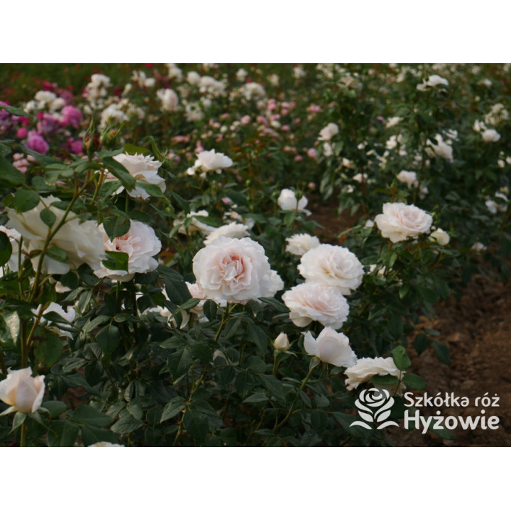 Royal Diva™ - Róże Rabatowe - 