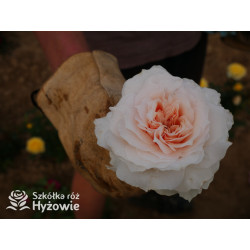 Royal Diva™ - Róże Rabatowe - 