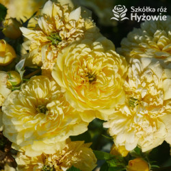 Yellow Meilove® / Anny Duperey® - Róże Rabatowe - 