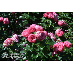 Leonardo da Vinci® - Róże Rabatowe - 