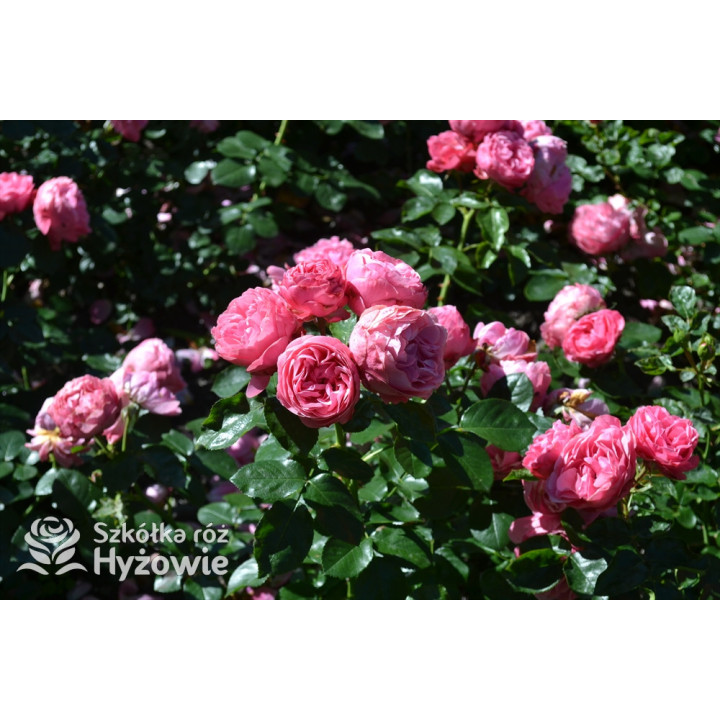 Leonardo da Vinci® - Róże Rabatowe - 