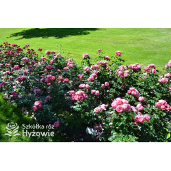 Leonardo da Vinci® - Róże Rabatowe - 