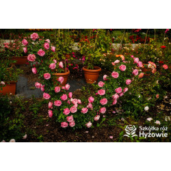 Leonardo da Vinci® - Róże Rabatowe - 