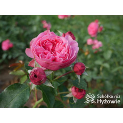 Leonardo da Vinci® - Róże Rabatowe - 