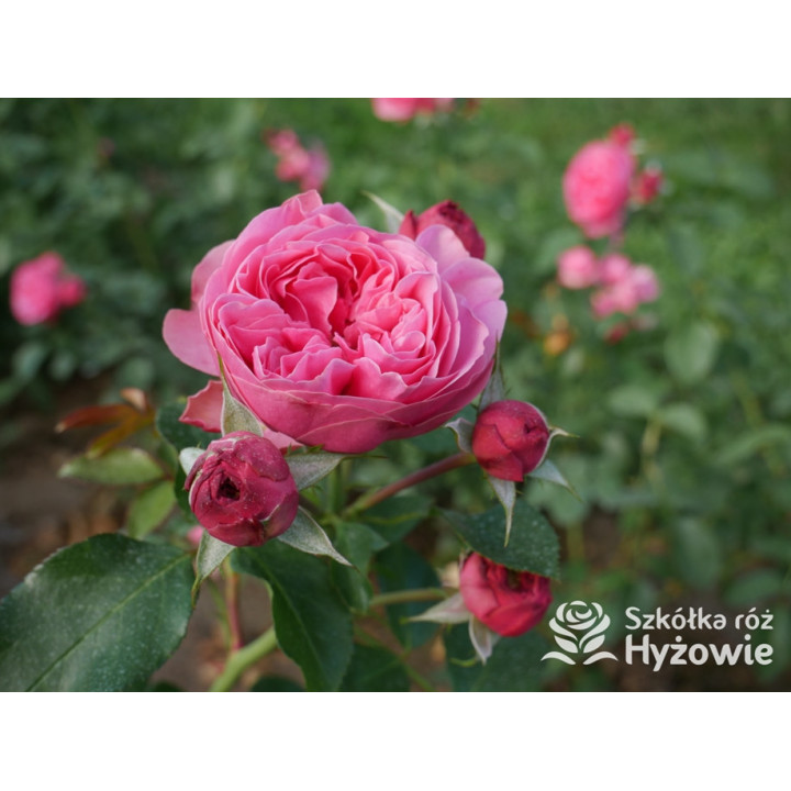 Leonardo da Vinci® - Róże Rabatowe - 