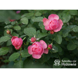 Leonardo da Vinci® - Róże Rabatowe - 