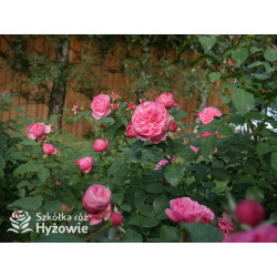 Leonardo da Vinci® - Róże Rabatowe - 