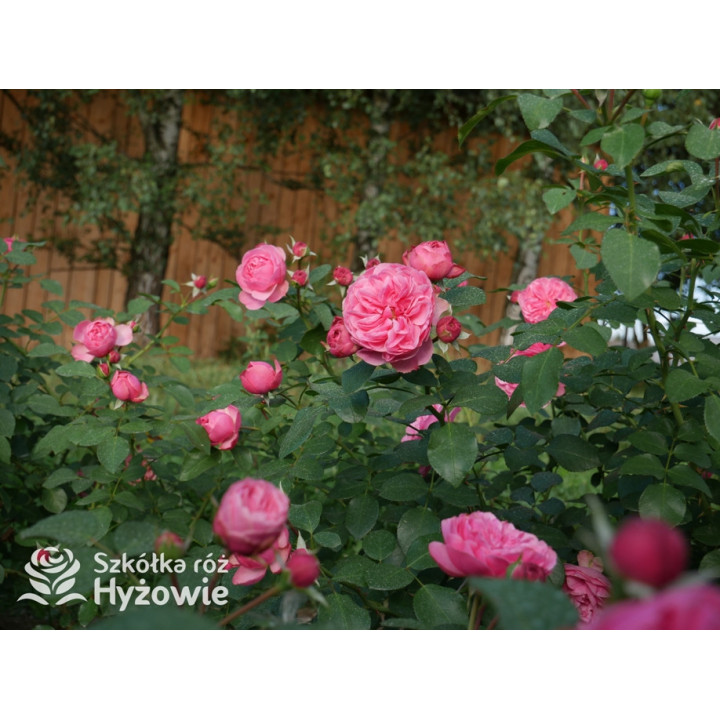 Leonardo da Vinci® - Róże Rabatowe - 