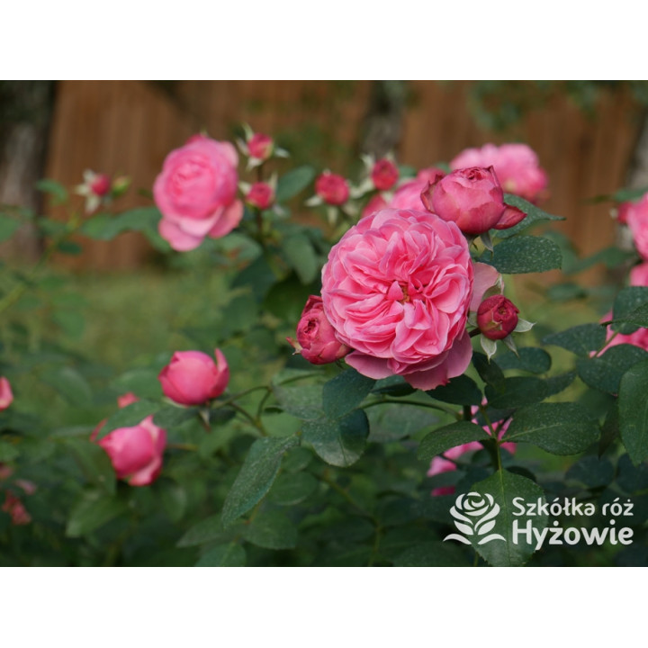 Leonardo da Vinci® - Róże Rabatowe - 