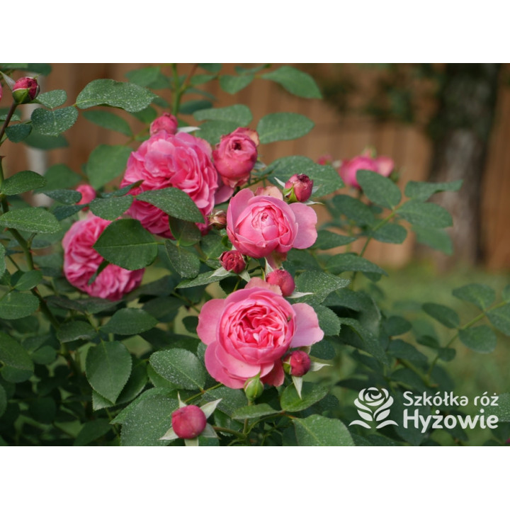 Leonardo da Vinci® - Róże Rabatowe - 