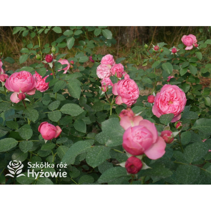 Leonardo da Vinci® - Róże Rabatowe - 