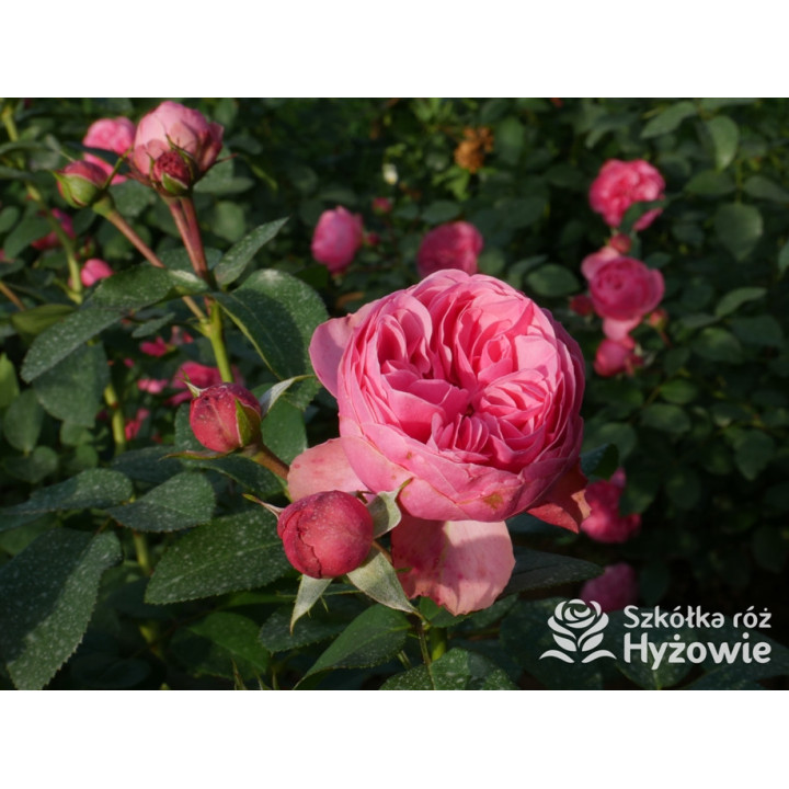 Leonardo da Vinci® - Róże Rabatowe - 