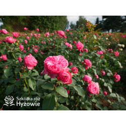 Leonardo da Vinci® - Róże Rabatowe - 