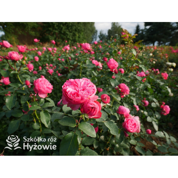 Leonardo da Vinci® - Róże Rabatowe - 