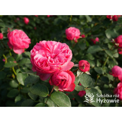 Leonardo da Vinci® - Róże Rabatowe - 