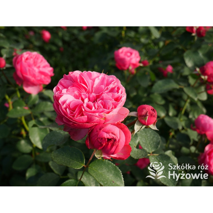 Leonardo da Vinci® - Róże Rabatowe - 