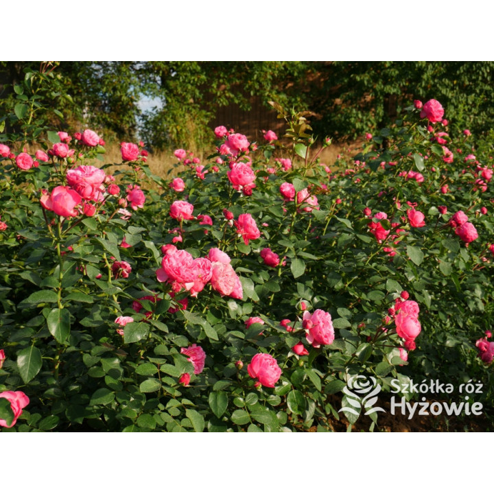 Leonardo da Vinci® - Róże Rabatowe - 