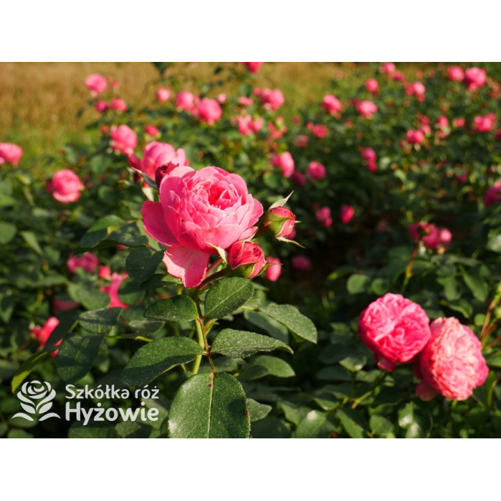 Leonardo da Vinci® - Róże Rabatowe - 