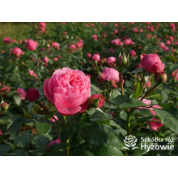 Leonardo da Vinci® - Róże Rabatowe - 