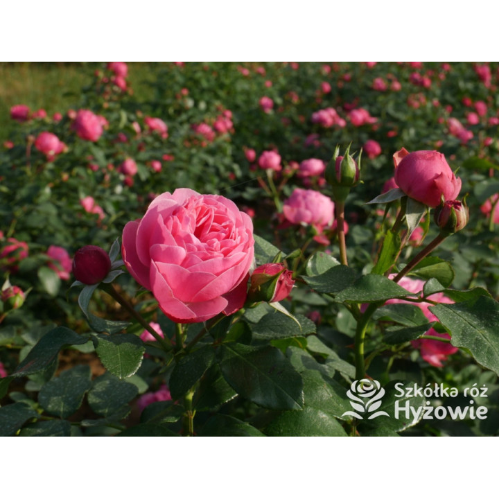 Leonardo da Vinci® - Róże Rabatowe - 