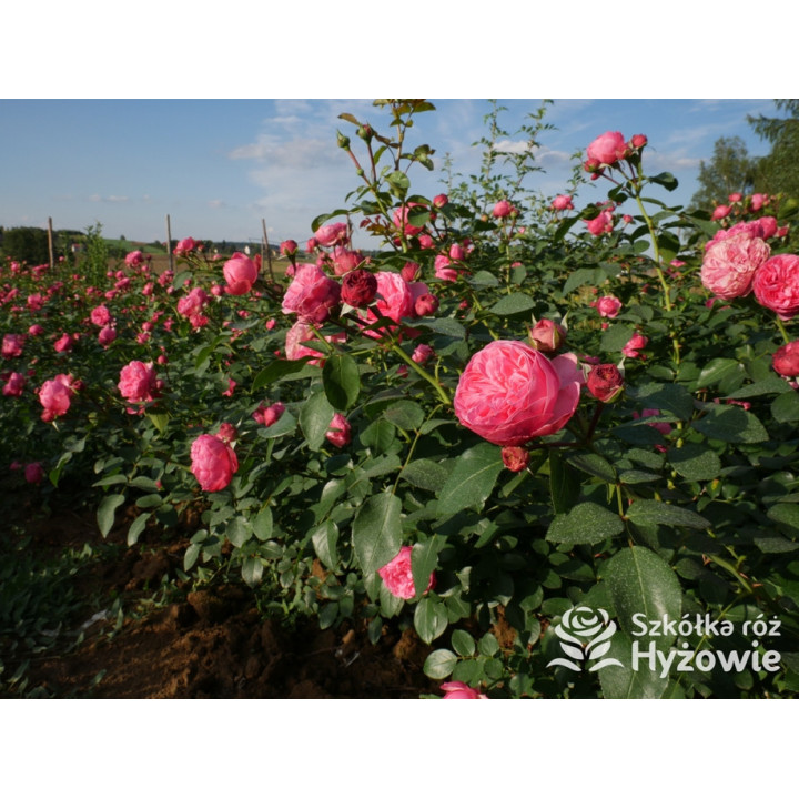 Leonardo da Vinci® - Róże Rabatowe - 