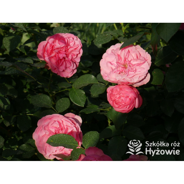 Leonardo da Vinci® - Róże Rabatowe - 