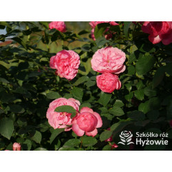 Leonardo da Vinci® - Róże Rabatowe - 