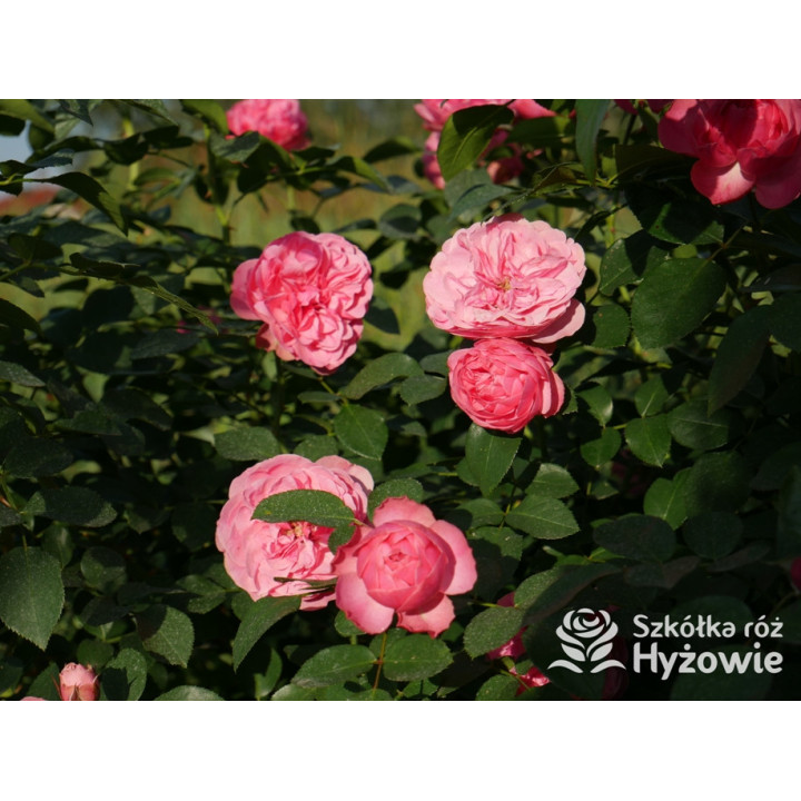 Leonardo da Vinci® - Róże Rabatowe - 