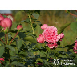 Leonardo da Vinci® - Róże Rabatowe - 