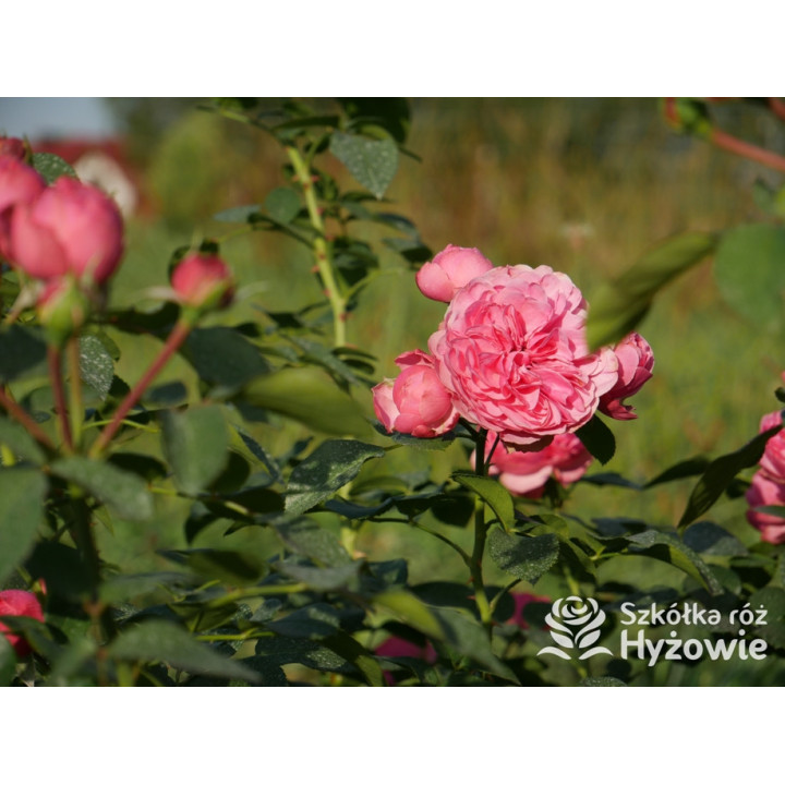 Leonardo da Vinci® - Róże Rabatowe - 